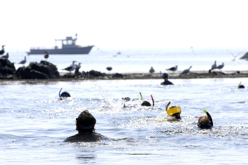 Snorkelers in a cove, shot from behind at a distance